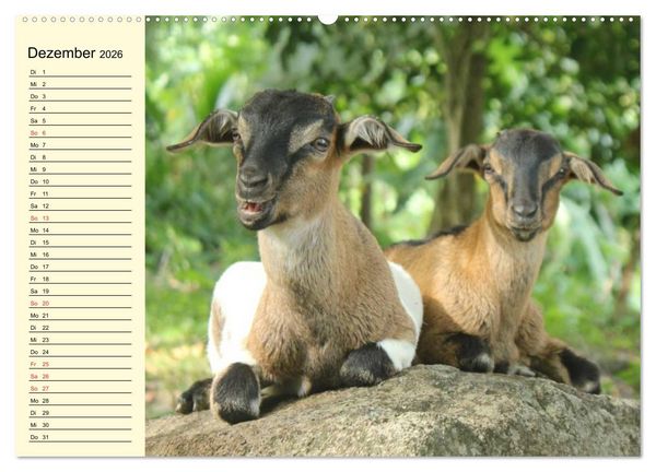 Produktbild: Ziegen. Lustige Ausbruchsk&uuml;nstler (Wandkalender 2026 DIN A2 quer), CALVENDO Monatskalender