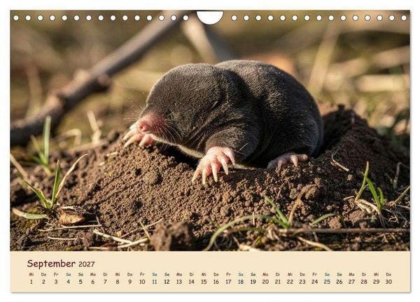 Produktbild: Im Reich der Tunnelbauer - Maulw&uuml;rfe und Nacktmulle, Leben im Verborgenen (Wandkalender 2027 DIN A4 quer), CALVENDO Monatskalender