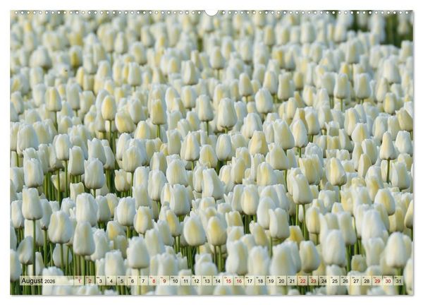 Produktbild: Tulpen - Hollands Stolz (Wandkalender 2026 DIN A2 quer), CALVENDO Monatskalender