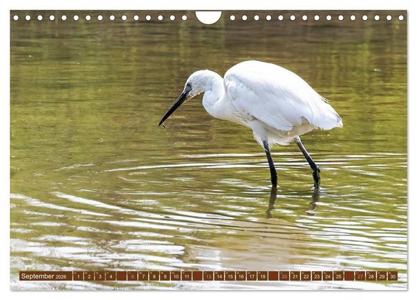 Produktbild: Die Vogelwelt der Camargue (Wandkalender 2026 DIN A4 quer), CALVENDO Monatskalender