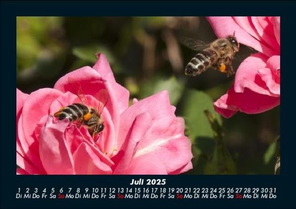 Produktbild: Rosen-Kalender 2025 Fotokalender DIN A5