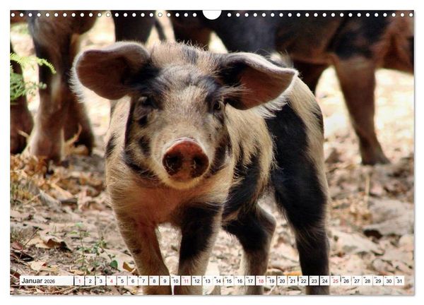 Produktbild: Von S&auml;uen die Schwein haben! (Wandkalender 2026 DIN A3 quer), CALVENDO Monatskalender