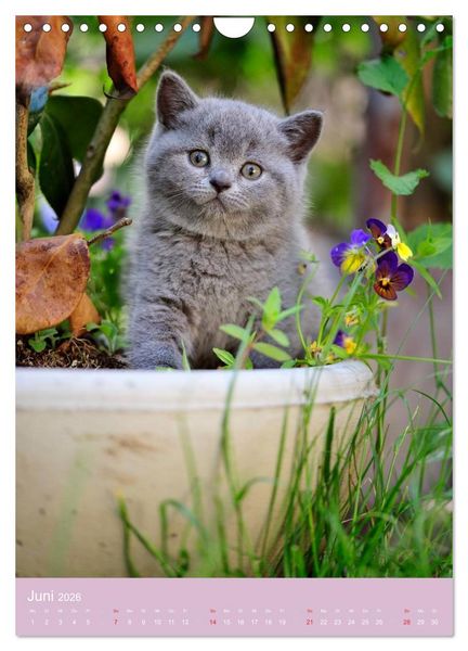 Produktbild: Tierkinder Hunde und Katzen (Wandkalender 2026 DIN A4 hoch), CALVENDO Monatskalender