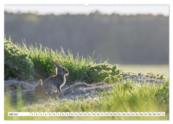Produktbild: Wildtiere im M&uuml;ritz-Nationalpark (Wandkalender 2027 DIN A2 quer), CALVENDO Monatskalender