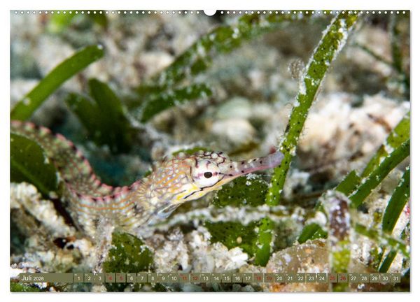 Produktbild: Tauchen, Fische und Meer (hochwertiger Premium Wandkalender 2026 DIN A2 quer), Kunstdruck in Hochglanz