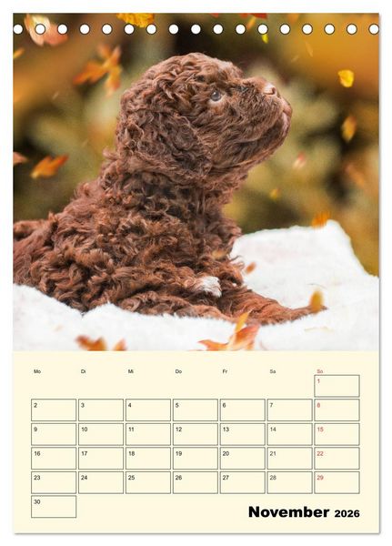 Produktbild: Jahresplaner Lagotto Romagnolo Welpen (Tischkalender 2026 DIN A5 hoch), CALVENDO Monatskalender