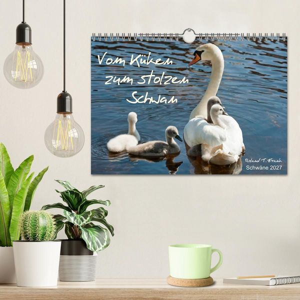 Produktbild: Vom K&uuml;ken zum stolzen Schwan (Wandkalender 2027 DIN A4 quer), CALVENDO Monatskalender