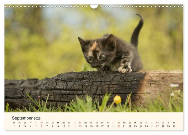 Produktbild: S&uuml;&szlig;e Stubentiger - Katzenkinder (Wandkalender 2026 DIN A3 quer), CALVENDO Monatskalender
