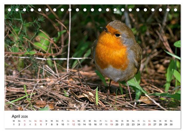 Produktbild: Heimische Tierwelt (Tischkalender 2026 DIN A5 quer), CALVENDO Monatskalender
