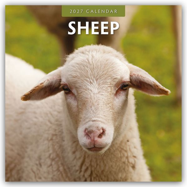 Produktbild: Sheep &ndash; Schafe 2027 &ndash; 16-Monatskalender