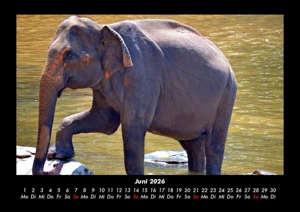Produktbild: Der Elefantenkalender 2026 Fotokalender DIN A3