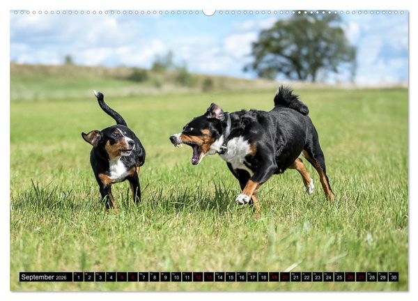 Produktbild: Appenzeller Sennenhunde - Fr&ouml;hliche Kameraden (Wandkalender 2026 DIN A2 quer), CALVENDO Monatskalender