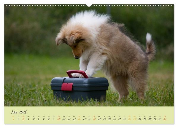 Produktbild: Collie Welpen zum Verlieben (Wandkalender 2026 DIN A2 quer), CALVENDO Monatskalender