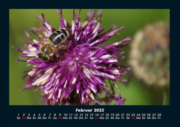 Produktbild: Pflanzen und Bl&uuml;ten 2025 Fotokalender DIN A4
