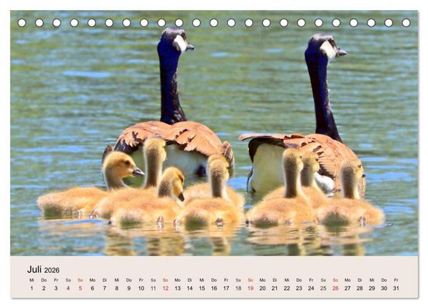 Produktbild: G&auml;nse. Von wegen dumme Gans! (Tischkalender 2026 DIN A5 quer), CALVENDO Monatskalender