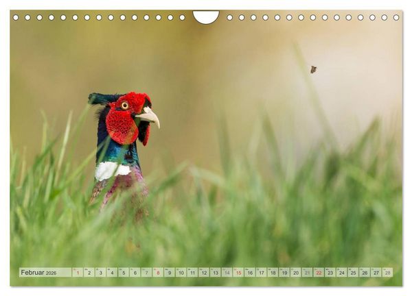 Produktbild: Emotionale Momente: Der Jagdfasan. (Wandkalender 2026 DIN A4 quer), CALVENDO Monatskalender