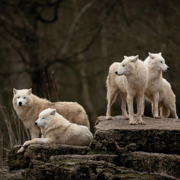 Produktbild: Wolves 2024