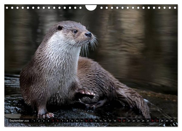 Produktbild: Fischotter, flinke J&auml;ger (Wandkalender 2026 DIN A4 quer), CALVENDO Monatskalender