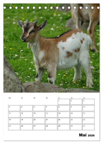 Produktbild: Ziegen Terminplaner (Tischkalender 2026 DIN A5 hoch), CALVENDO Monatskalender