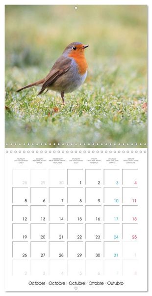 Produktbild: Au gr&eacute; des plumes (Calendrier mural carr&eacute; 2026 30x30 cm) Calendrier double avec une page pour vos prises de notes