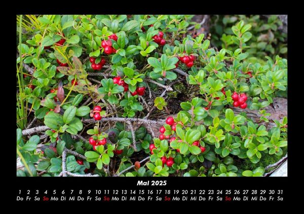 Produktbild: Pflanzen und Bl&uuml;ten 2025 Fotokalender DIN A3