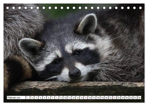 Produktbild: Heimische Tiere (Tischkalender 2026 DIN A5 quer), CALVENDO Monatskalender
