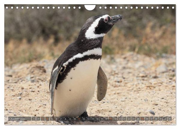 Produktbild: Pinguine in Patagonien (Wandkalender 2026 DIN A4 quer), CALVENDO Monatskalender