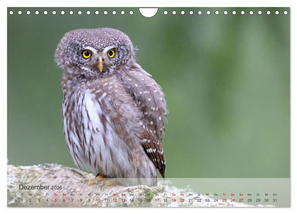 Produktbild: Fantastische Vogelwelt Slowenien (Wandkalender 2026 DIN A4 quer), CALVENDO Monatskalender