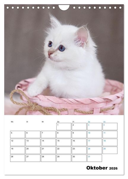 Produktbild: Heilige Birma Kitten - s&uuml;&szlig;e kleine Flauschb&auml;llchen (Wandkalender 2026 DIN A4 hoch), CALVENDO Monatskalender