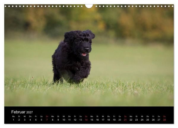 Produktbild: Hundewelpen (Wandkalender 2027 DIN A3 quer), CALVENDO Monatskalender