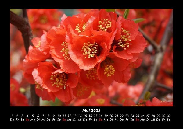 Produktbild: Blumenzauber 2025 Fotokalender DIN A3