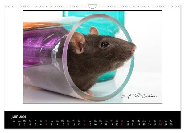 Produktbild: Ratte Ouille (Calendrier mural 2026 DIN A3 vertical), CALVENDO calendrier mensuel