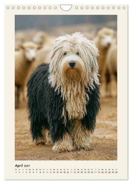 Produktbild: Dreadlocks auf Pfoten. Ungarische Hirtenhunde im Zottelfell (Wandkalender 2027 DIN A4 hoch), CALVENDO Monatskalender