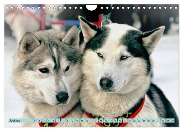 Produktbild: Huskies - Tolle Gef&auml;hrten (Wandkalender 2026 DIN A4 quer), CALVENDO Monatskalender
