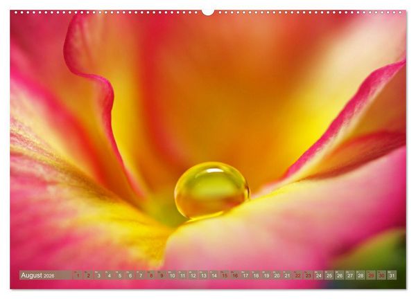 Produktbild: Magische Super-Makros (hochwertiger Premium Wandkalender 2026 DIN A2 quer), Kunstdruck in Hochglanz