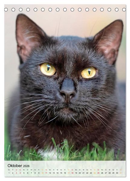 Produktbild: Katzen - s&uuml;&szlig; und kuschelig (Tischkalender 2026 DIN A5 hoch), CALVENDO Monatskalender