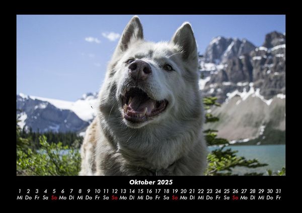 Produktbild: Hundezauber 2025 Fotokalender DIN A3