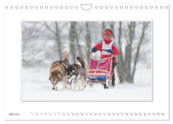 Produktbild: Emotionale Momente: The Art of Huskys. / CH-Version (Wandkalender 2026 DIN A4 quer), CALVENDO Monatskalender