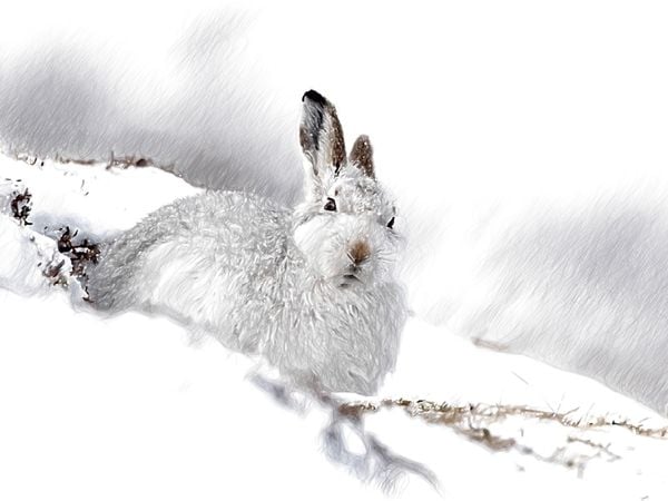 Produktbild: Schneehase im Winterfell (Puzzle)
