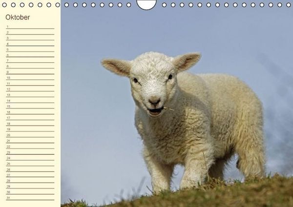 Produktbild: Der wollige Geburtstagskalender (Wandkalender immerw&auml;hrend DIN A4 quer)