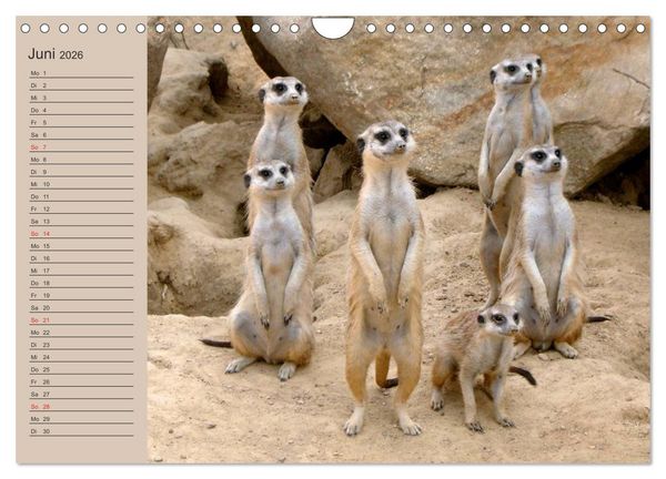 Produktbild: Erdm&auml;nnchen (Wandkalender 2026 DIN A4 quer), CALVENDO Monatskalender