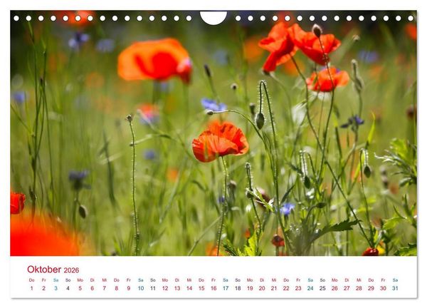 Produktbild: Mohnblumen (Wandkalender 2026 DIN A4 quer), CALVENDO Monatskalender