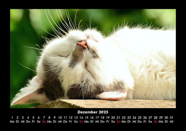 Produktbild: F&uuml;r Katzenfreunde 2025 Fotokalender DIN A3