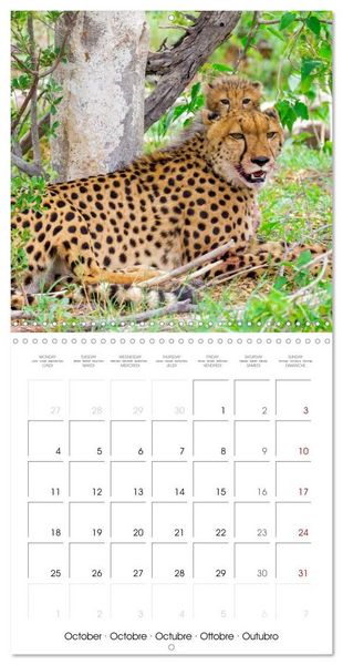 Produktbild: CATS OF AFRICA (Wall Calendar 2027 12 &times; 12 Inch) CALVENDO 12 Month Wall Calendar