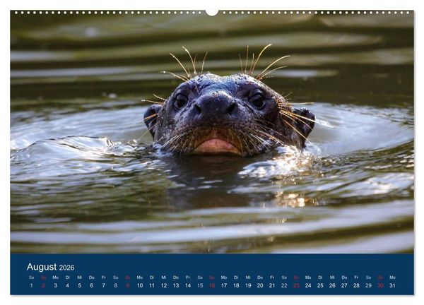 Produktbild: Brasilien tierisch gut 2026 (hochwertiger Premium Wandkalender 2026 DIN A2 quer), Kunstdruck in Hochglanz