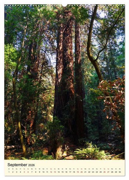 Produktbild: Redwoods - Faszination Mammutb&auml;ume (Wandkalender 2026 DIN A2 hoch), CALVENDO Monatskalender