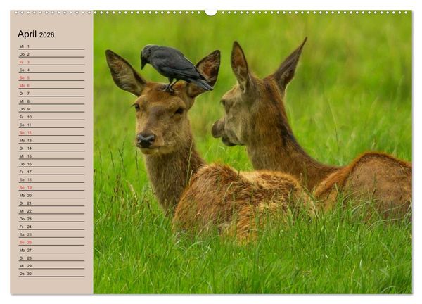 Produktbild: Rotwild. Edle Hirsche, stolze K&uuml;he (Wandkalender 2026 DIN A2 quer), CALVENDO Monatskalender