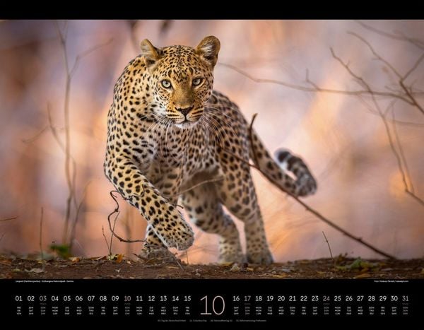 Produktbild: Wildes Afrika Kalender 2027
