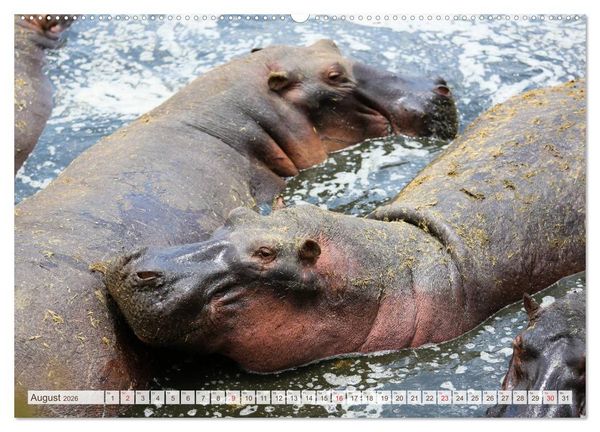 Produktbild: Tansania - Durch die Nationalparks Ostafrikas (Wandkalender 2026 DIN A2 quer), CALVENDO Monatskalender