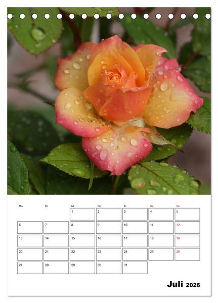 Produktbild: Zauberhafte Rosen (Tischkalender 2026 DIN A5 hoch), CALVENDO Monatskalender